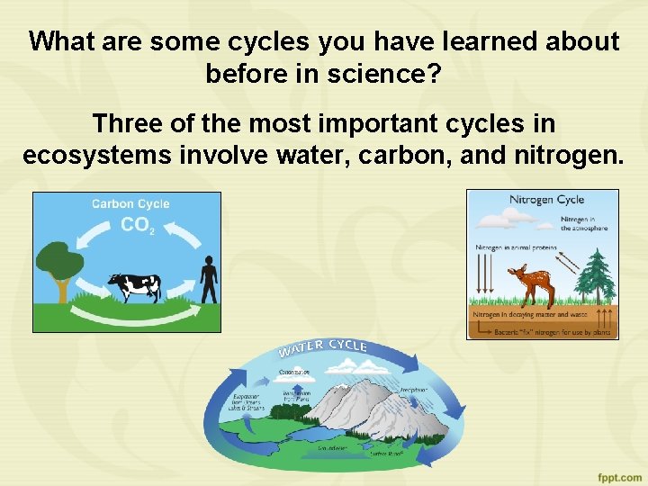 What are some cycles you have learned about before in science? Three of the