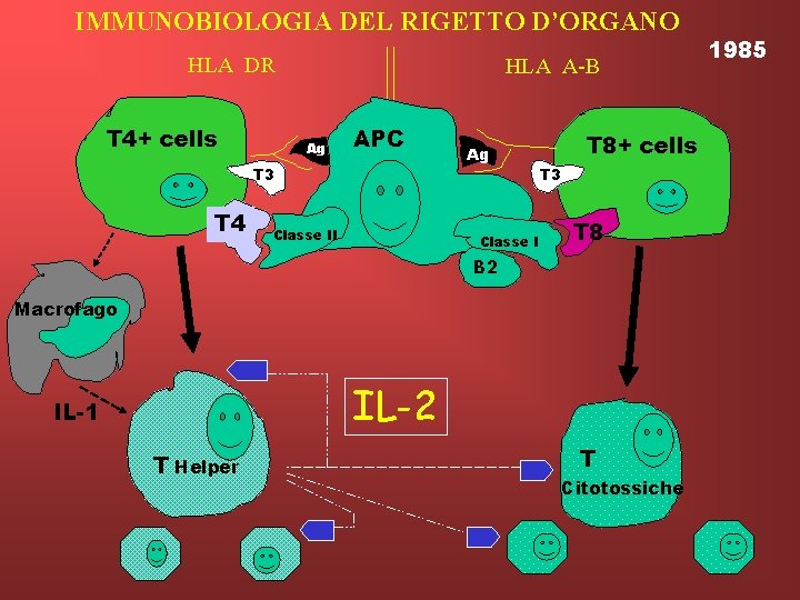 IMMUNOBIOLOGIA DEL RIGETTO D’ORGANO HLA DR T 4+ cells HLA A-B Ag T 3