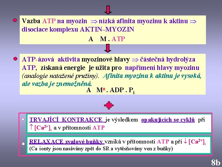 Vazba ATP na myozin nízká afinita myozinu k aktinu disociace komplexu AKTIN–MYOZIN A M.