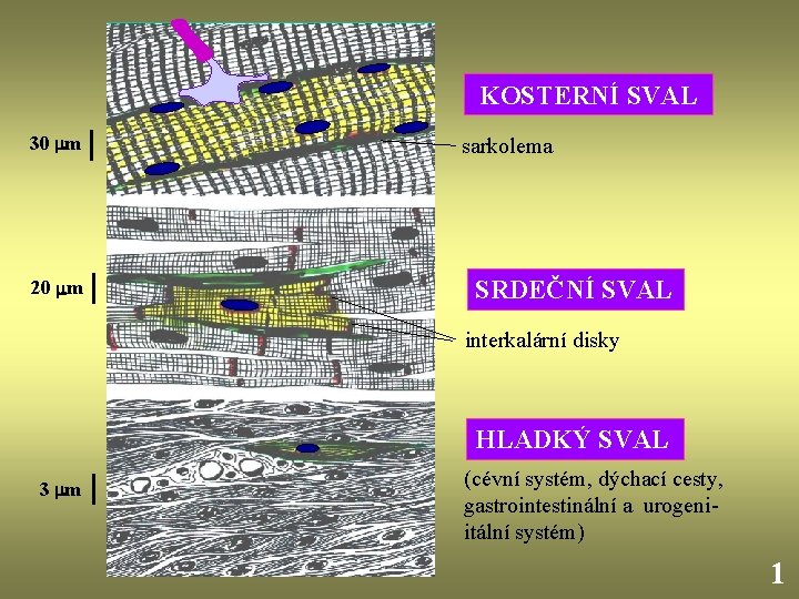 KOSTERNÍ SVAL 30 m 20 m sarkolema SRDEČNÍ SVAL interkalární disky HLADKÝ SVAL 3