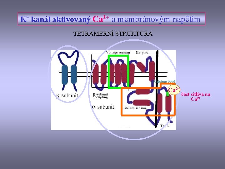 K+ kanál aktivovaný Ca 2+ a membránovým napětím TETRAMERNÍ STRUKTURA Ca 2+ část citlivá