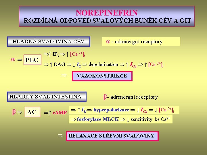 NOREPINEFRIN ROZDÍLNÁ ODPOVĚĎ SVALOVÝCH BUNĚK CÉV A GIT HLADKÁ SVALOVINA CÉV α PLC ↑