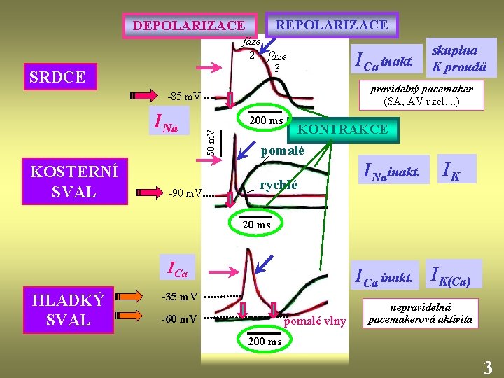 REPOLARIZACE DEPOLARIZACE fáze 2 fáze 3 SRDCE pravidelný pacemaker (SA, AV uzel, . .