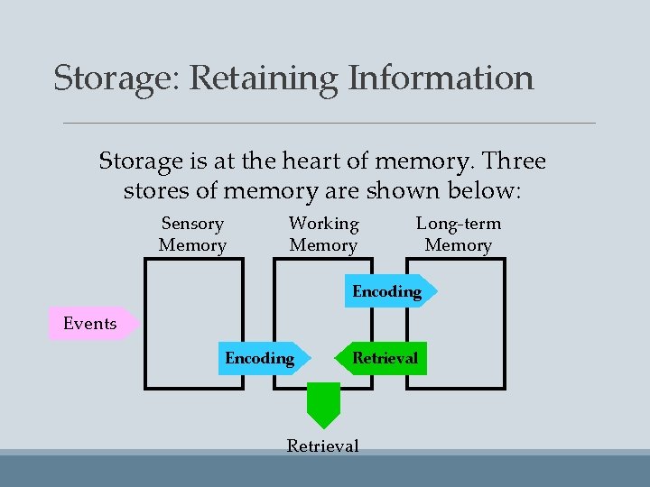 Storage: Retaining Information Storage is at the heart of memory. Three stores of memory