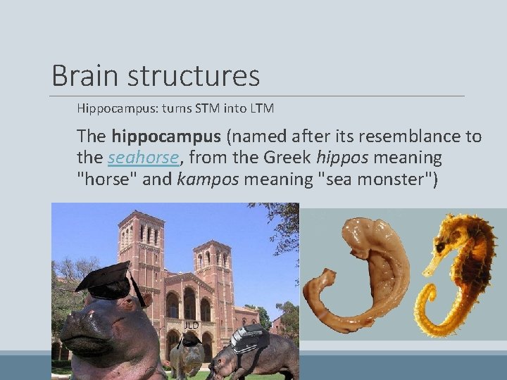 Brain structures Hippocampus: turns STM into LTM The hippocampus (named after its resemblance to