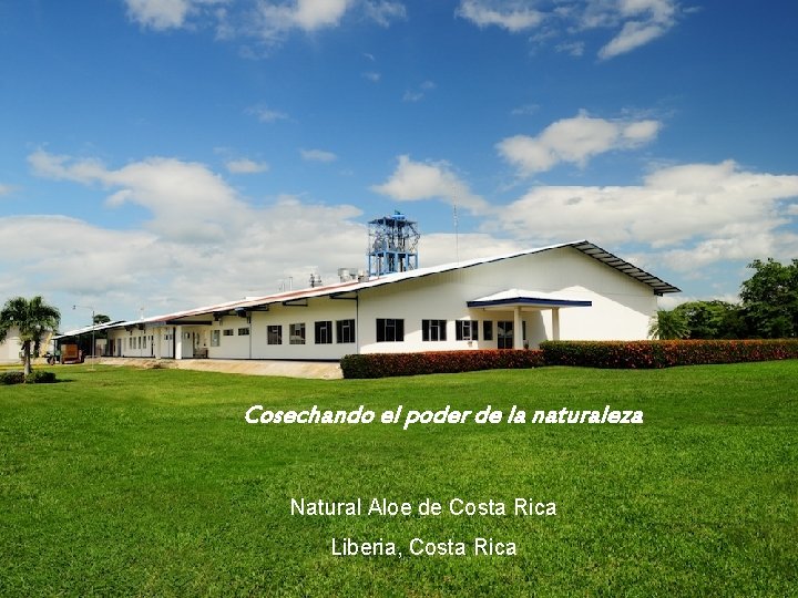 Liberia - Guanacaste Cosechando el poder de la naturaleza Costa Rica Natural Aloe de