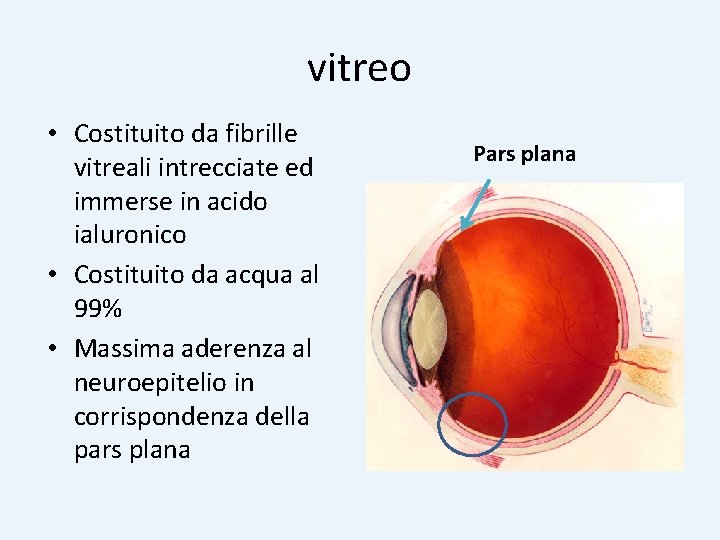 vitreo • Costituito da fibrille vitreali intrecciate ed immerse in acido ialuronico • Costituito