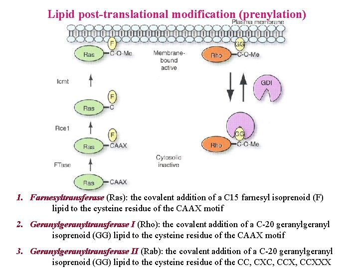Lipid post-translational modification (prenylation) 1. Farnesyltransferase (Ras): the covalent addition of a C 15