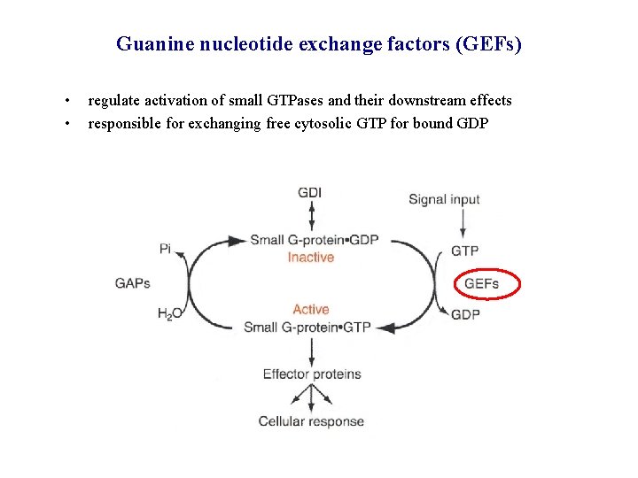 Guanine nucleotide exchange factors (GEFs) • • regulate activation of small GTPases and their