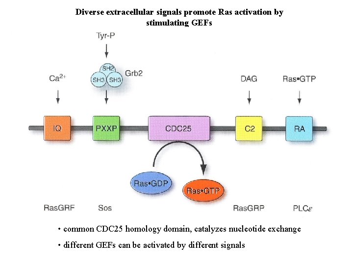 Diverse extracellular signals promote Ras activation by stimulating GEFs • common CDC 25 homology