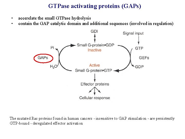 GTPase activating proteins (GAPs) • • accerelate the small GTPase hydrolysis contain the GAP