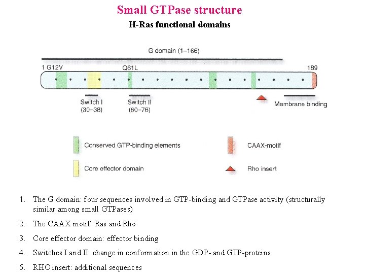 Small GTPase structure H-Ras functional domains Obrázek 1. The G domain: four sequences involved