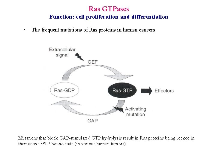 Ras GTPases Function: cell proliferation and differentiation • The frequent mutations of Ras proteins