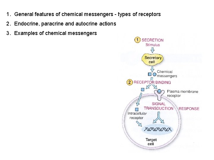 1. General features of chemical messengers - types of receptors 2. Endocrine, paracrine and