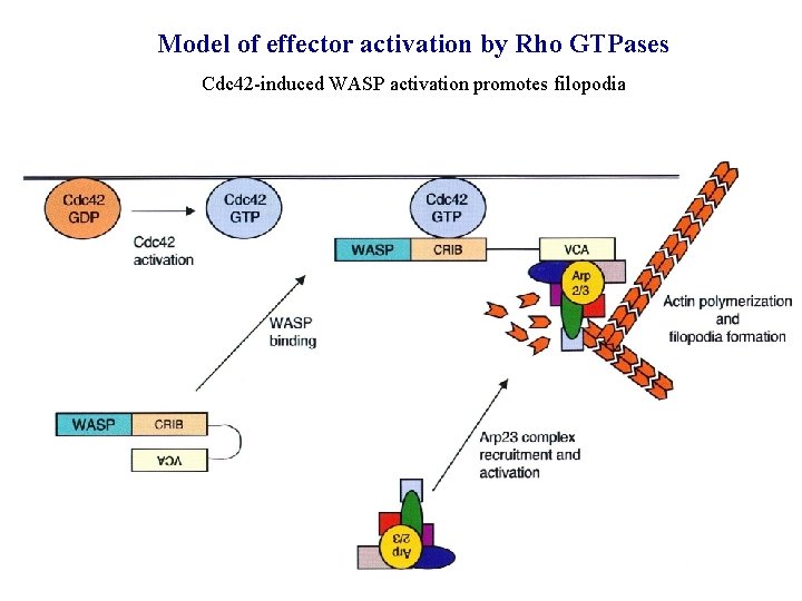 Model of effector activation by Rho GTPases Cdc 42 -induced WASP activation promotes filopodia