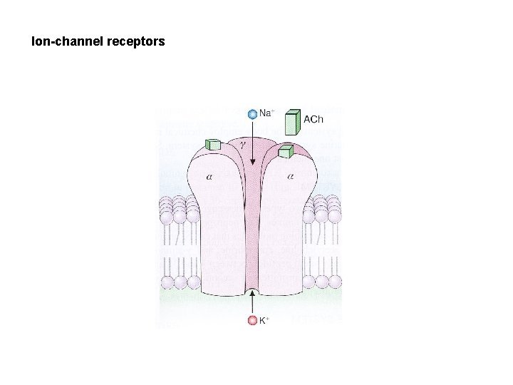 Ion-channel receptors 