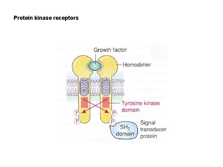 Protein kinase receptors 