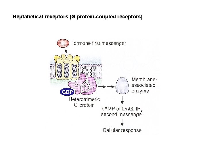 Heptahelical receptors (G protein-coupled receptors) 