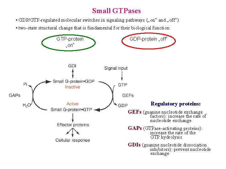 Small GTPases • GDP/GTP-regulated molecular switches in signaling pathways („on“ and „off“) • two-state