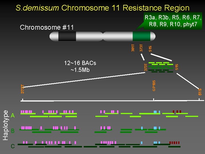 S. demissum Chromosome 11 Resistance Region R 3 a, R 3 b, R 5, S. demissum Chromosome 11 Resistance Region R 3 a, R 3 b, R 5,
