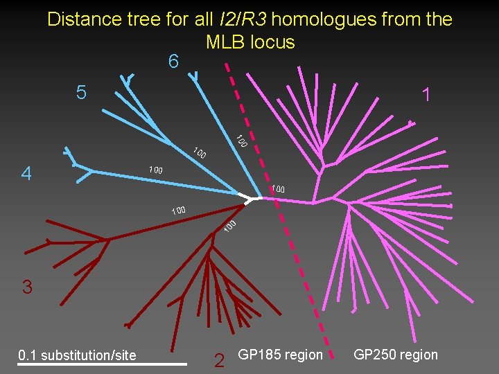 Distance tree for all I 2/R 3 homologues from the MLB locus 6 5 Distance tree for all I 2/R 3 homologues from the MLB locus 6 5