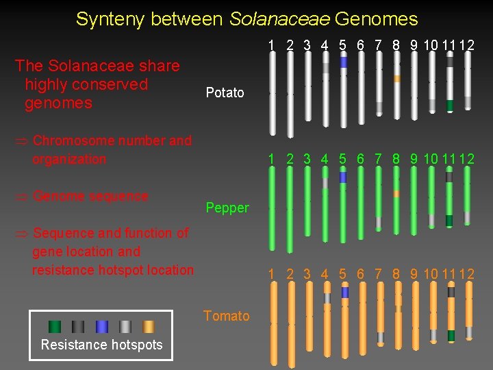 Synteny between Solanaceae Genomes 1 2 3 4 5 6 7 8 9 10 Synteny between Solanaceae Genomes 1 2 3 4 5 6 7 8 9 10