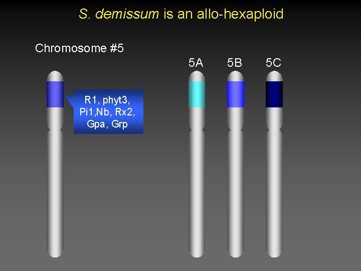 S. demissum is an allo-hexaploid Chromosome #5 5 A R 1, phyt 3, Pi S. demissum is an allo-hexaploid Chromosome #5 5 A R 1, phyt 3, Pi