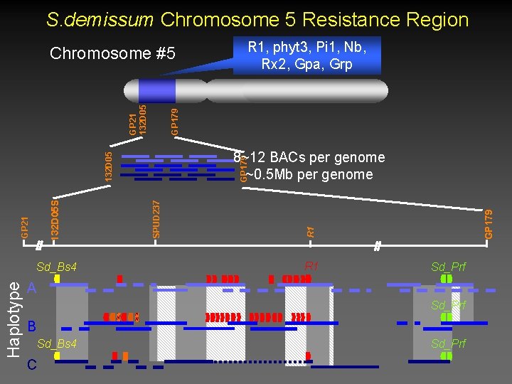 S. demissum Chromosome 5 Resistance Region 8~12 BACs per genome ~0. 5 Mb per S. demissum Chromosome 5 Resistance Region 8~12 BACs per genome ~0. 5 Mb per
