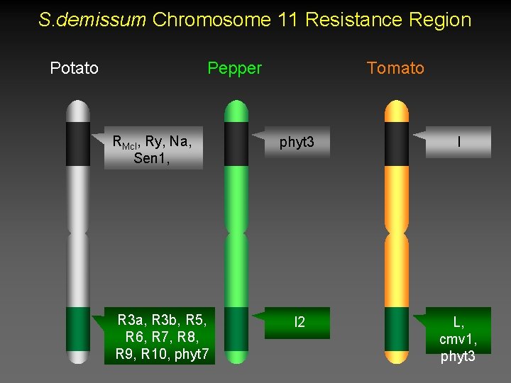 S. demissum Chromosome 11 Resistance Region Potato Pepper RMcl, Ry, Na, Sen 1, R S. demissum Chromosome 11 Resistance Region Potato Pepper RMcl, Ry, Na, Sen 1, R