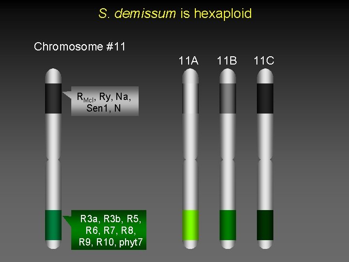 S. demissum is hexaploid Chromosome #11 11 A RMcl, Ry, Na, Sen 1, N S. demissum is hexaploid Chromosome #11 11 A RMcl, Ry, Na, Sen 1, N