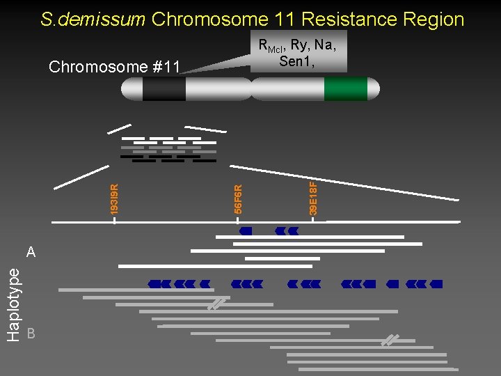 S. demissum Chromosome 11 Resistance Region Haplotype A B 56 F 6 R 193 S. demissum Chromosome 11 Resistance Region Haplotype A B 56 F 6 R 193