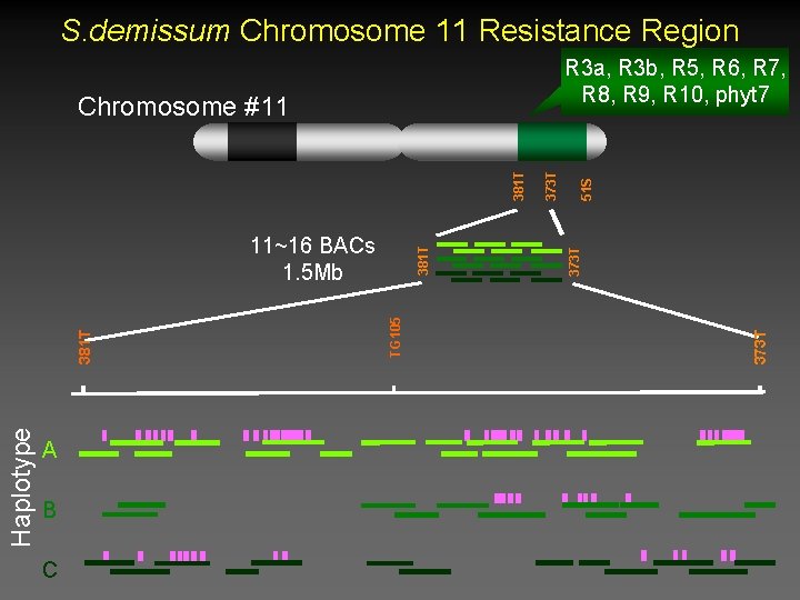 S. demissum Chromosome 11 Resistance Region Haplotype A B C 373 T 381 T S. demissum Chromosome 11 Resistance Region Haplotype A B C 373 T 381 T