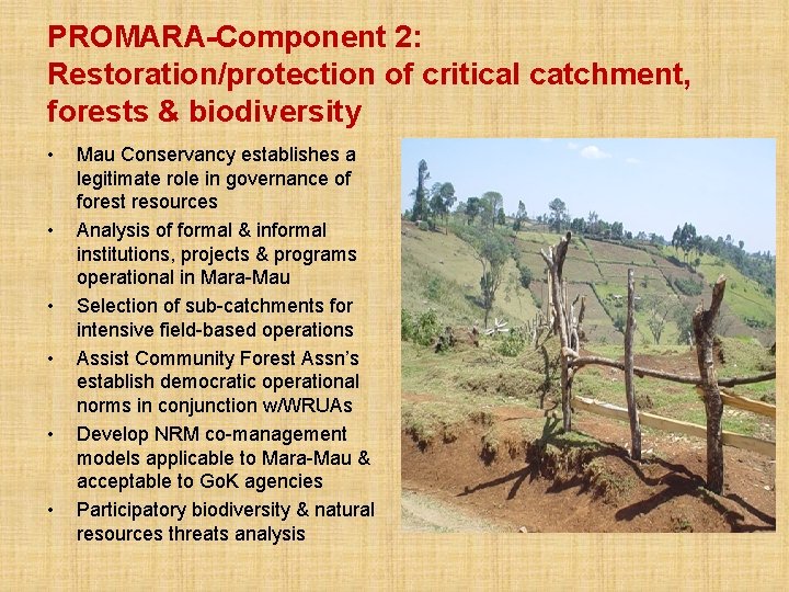 PROMARA-Component 2: Restoration/protection of critical catchment, forests & biodiversity • • • Mau Conservancy