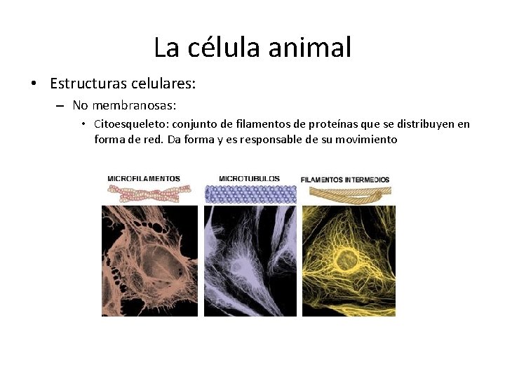 La célula animal • Estructuras celulares: – No membranosas: • Citoesqueleto: conjunto de filamentos