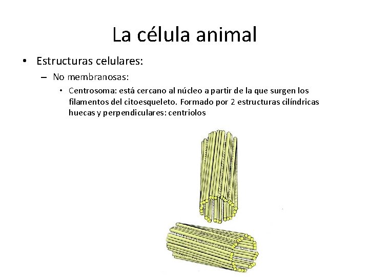 La célula animal • Estructuras celulares: – No membranosas: • Centrosoma: está cercano al