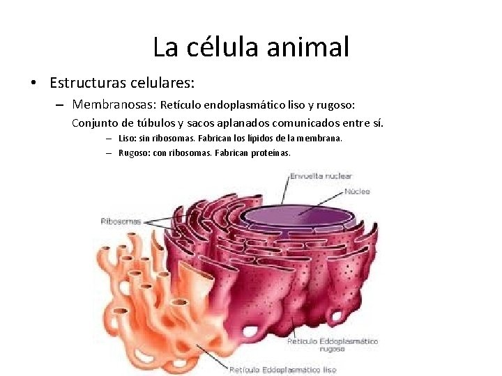 La célula animal • Estructuras celulares: – Membranosas: Retículo endoplasmático liso y rugoso: Conjunto