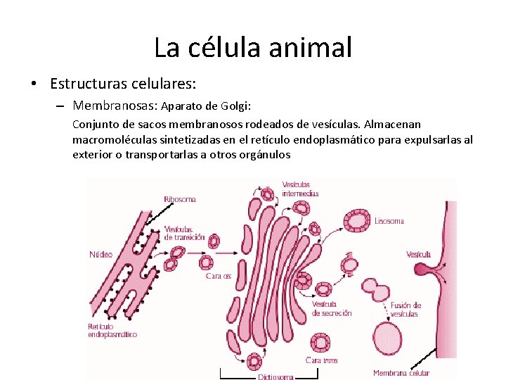 La célula animal • Estructuras celulares: – Membranosas: Aparato de Golgi: Conjunto de sacos