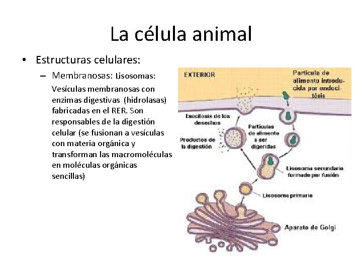 La célula animal • Estructuras celulares: – Membranosas: Lisosomas: Vesículas membranosas con enzimas digestivas