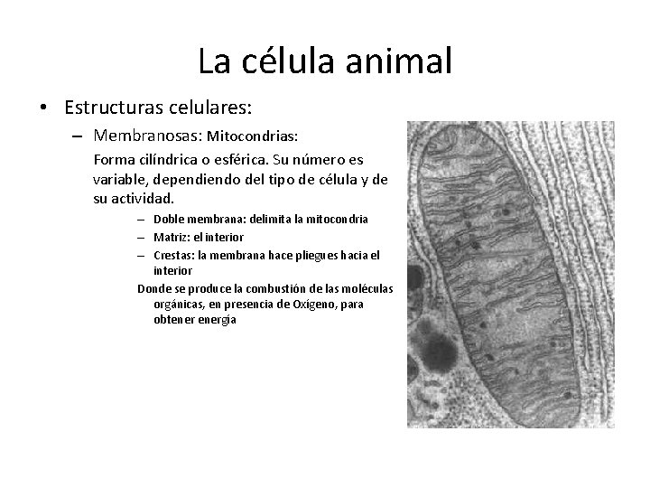 La célula animal • Estructuras celulares: – Membranosas: Mitocondrias: Forma cilíndrica o esférica. Su