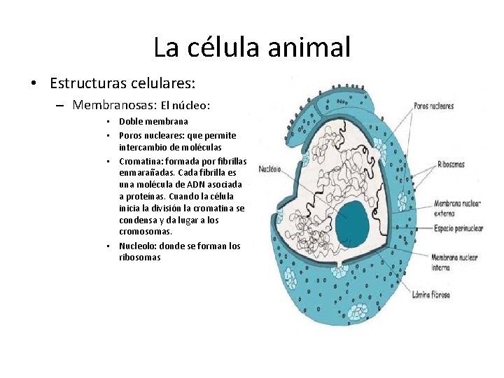 La célula animal • Estructuras celulares: – Membranosas: El núcleo: • Doble membrana •