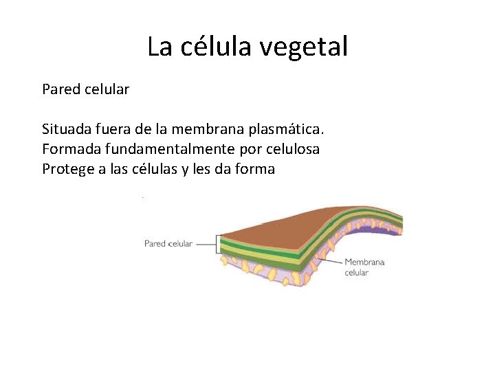La célula vegetal Pared celular Situada fuera de la membrana plasmática. Formada fundamentalmente por