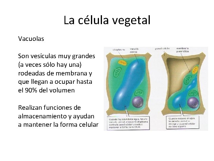 La célula vegetal Vacuolas Son vesículas muy grandes (a veces sólo hay una) rodeadas