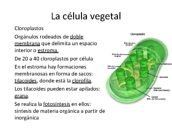 La célula vegetal Cloroplastos Orgánulos rodeados de doble membrana que delimita un espacio interior