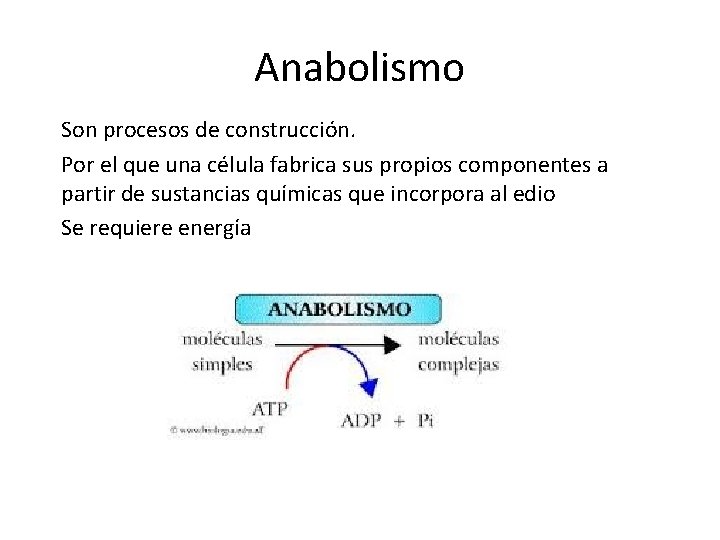 Anabolismo Son procesos de construcción. Por el que una célula fabrica sus propios componentes