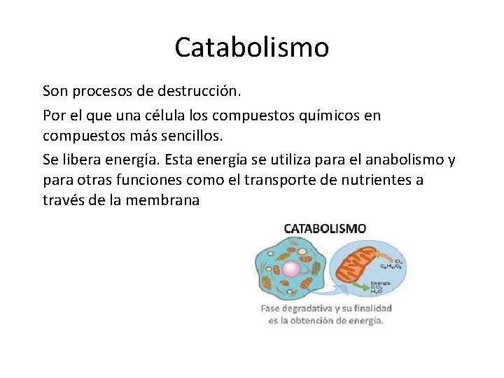 Catabolismo Son procesos de destrucción. Por el que una célula los compuestos químicos en