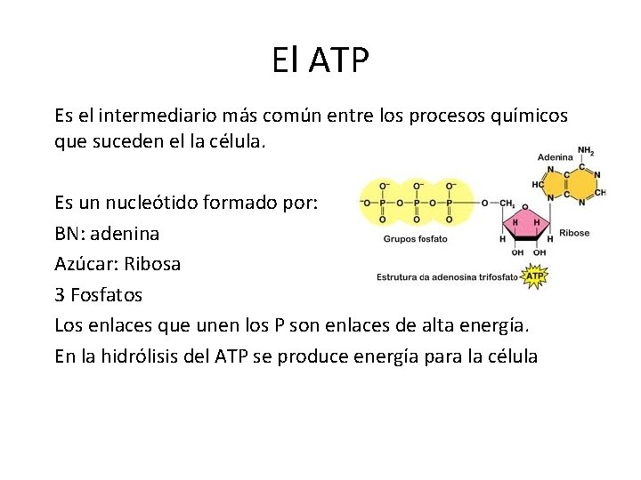 El ATP Es el intermediario más común entre los procesos químicos que suceden el