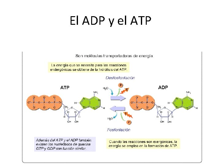 El ADP y el ATP 