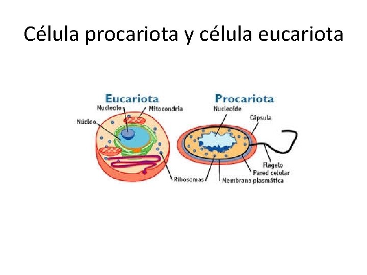 Célula procariota y célula eucariota 