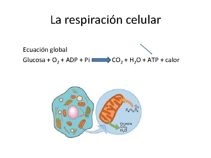 La respiración celular Ecuación global Glucosa + O 2 + ADP + Pi CO