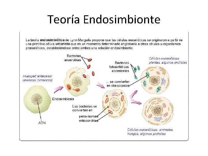 Teoría Endosimbionte 